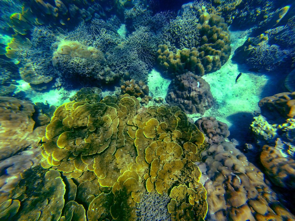 Snorkeling with Akira Lipe