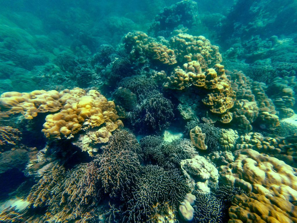 Snorkeling with Akira Lipe