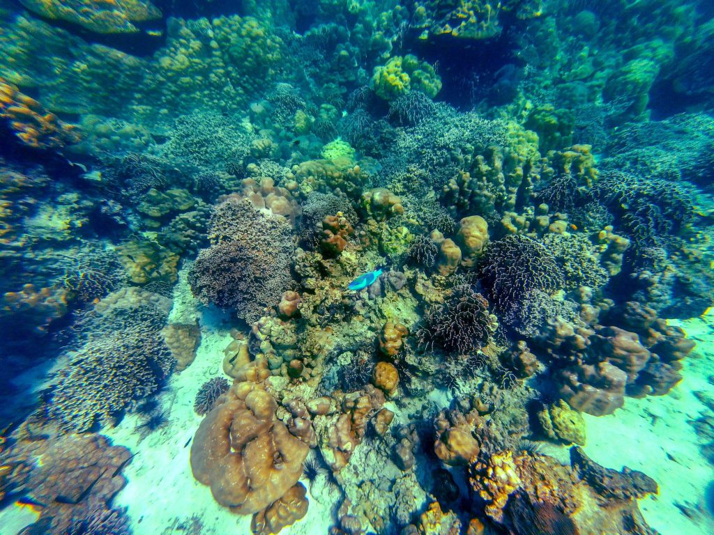 Snorkeling with Akira Lipe