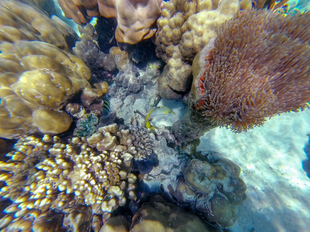 Snorkeling with Akira Lipe