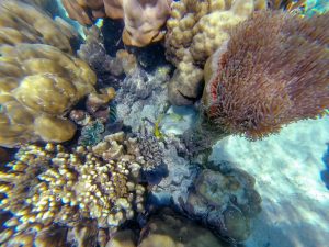 ดำน้ำดูปะการัง (Snorkeling) ที่เกาะหลีเป๊ะ