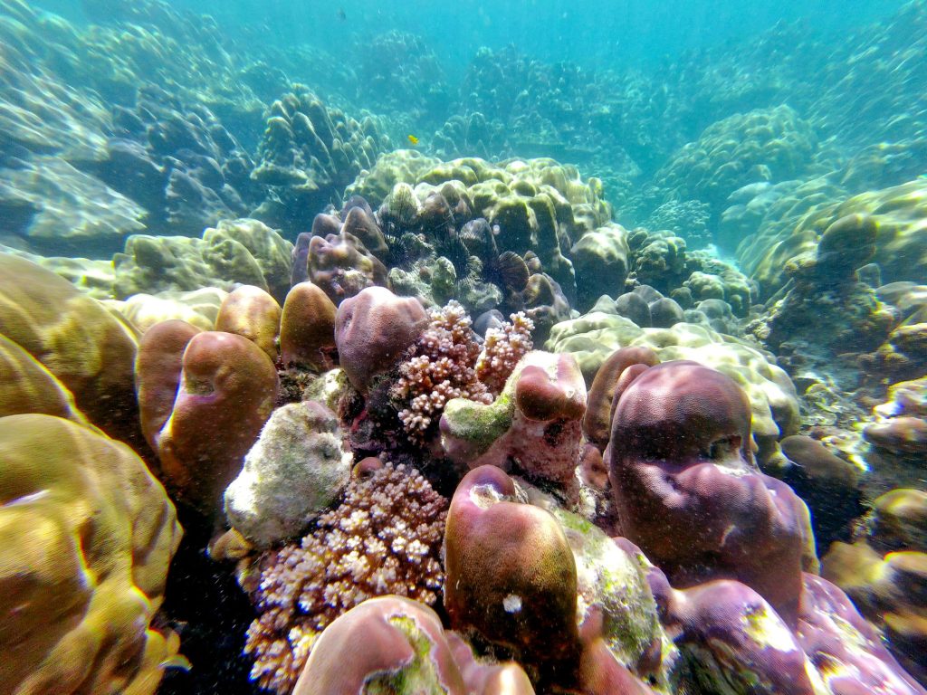 Snorkeling with Akira Lipe