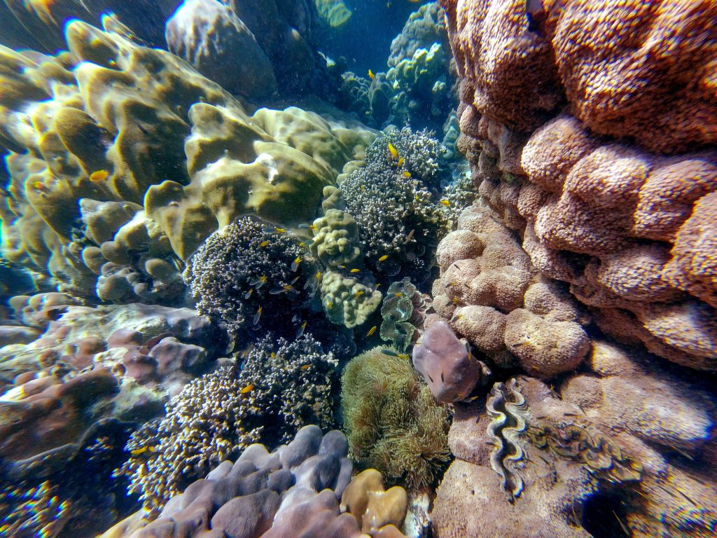 Snorkeling with Akira Lipe