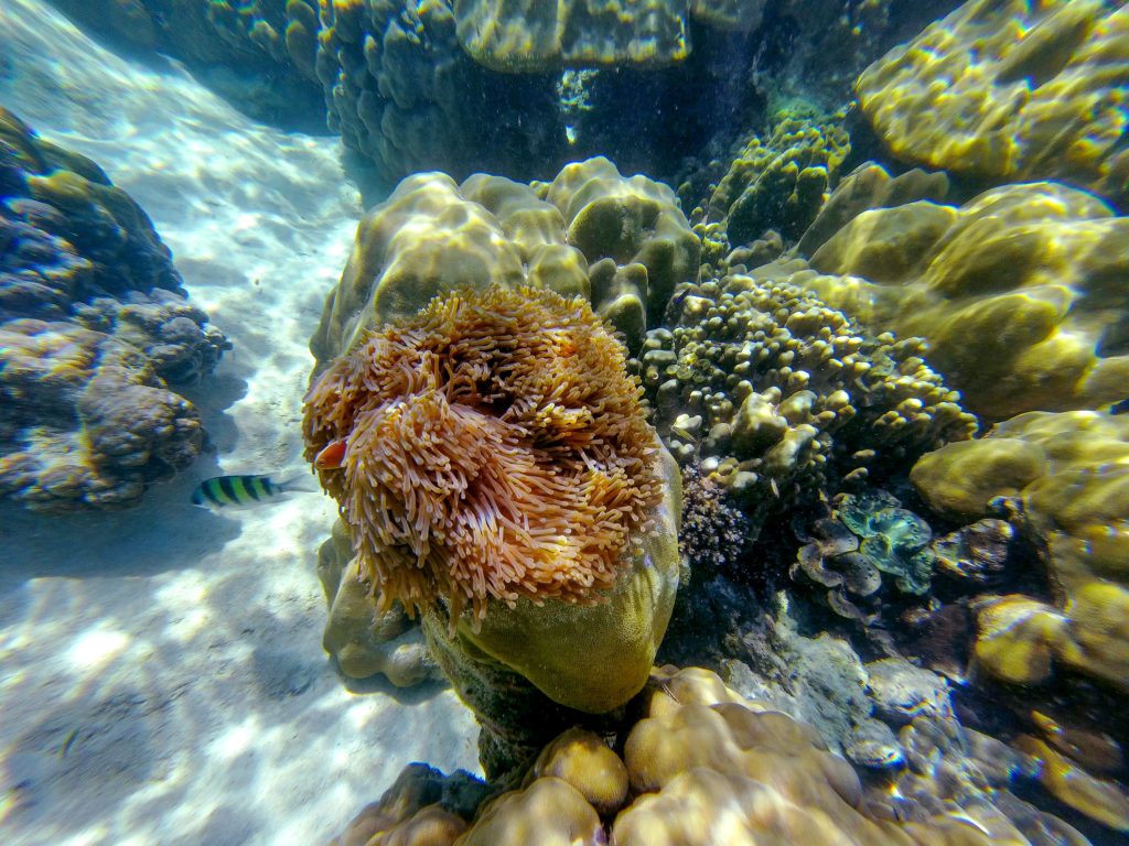 Snorkeling with Akira Lipe