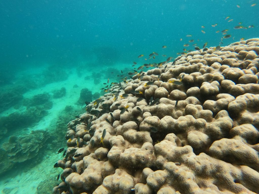 ดำน้ำ หลีเป๊ะ (Snorkeling)