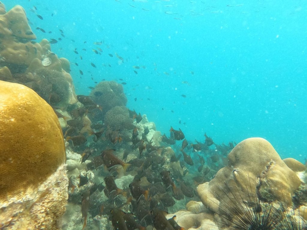 ดำน้ำ หลีเป๊ะ (Snorkeling)